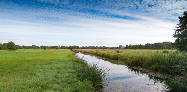 Grüne Wiesen mit einem Fluss