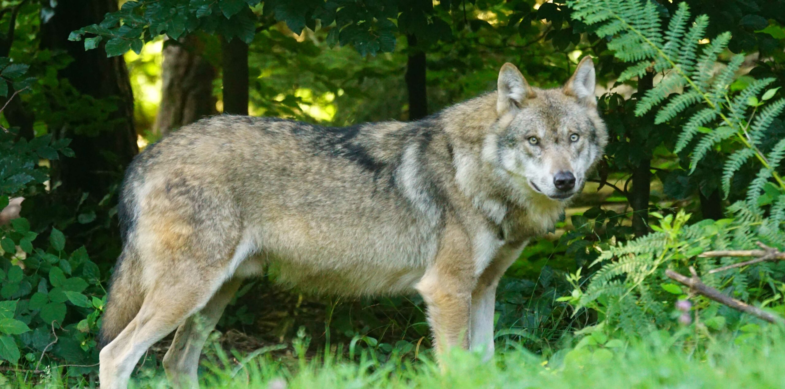 wolf_1170_580