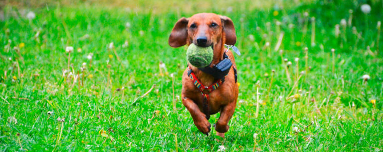 Ein Hund, der spielt, Wiese Hund